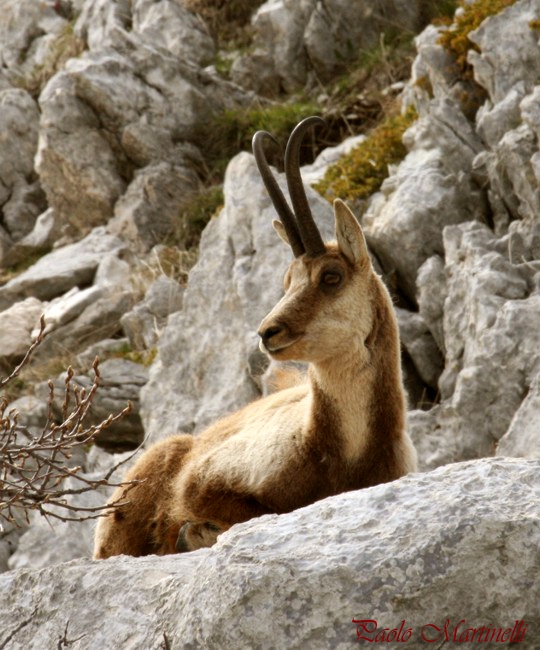 Camoscio d''Abruzzo Rupicapra pyrenaica ornata